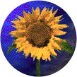 File:Sunflowers-crop.png