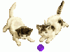x-catplay.gif