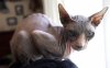 082506 Sphynx Cat 01.jpg